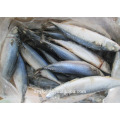 Frozen Fresh Seafood Pacific Mackerel Fish